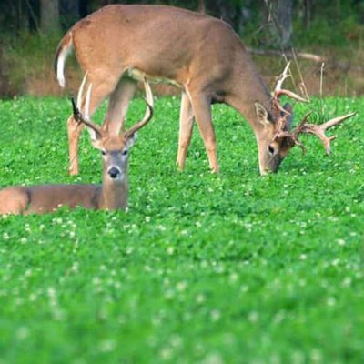 Food Plots