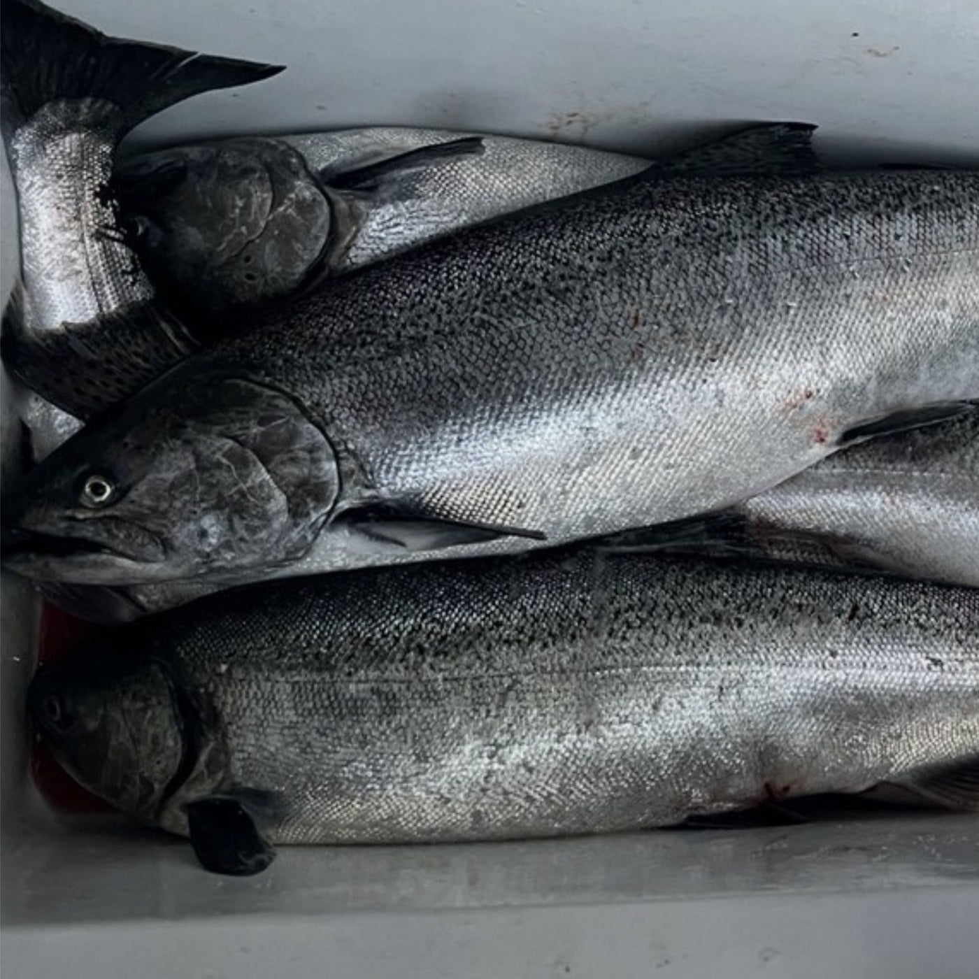 Salmon Fishing