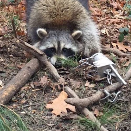 Traps and Accessories