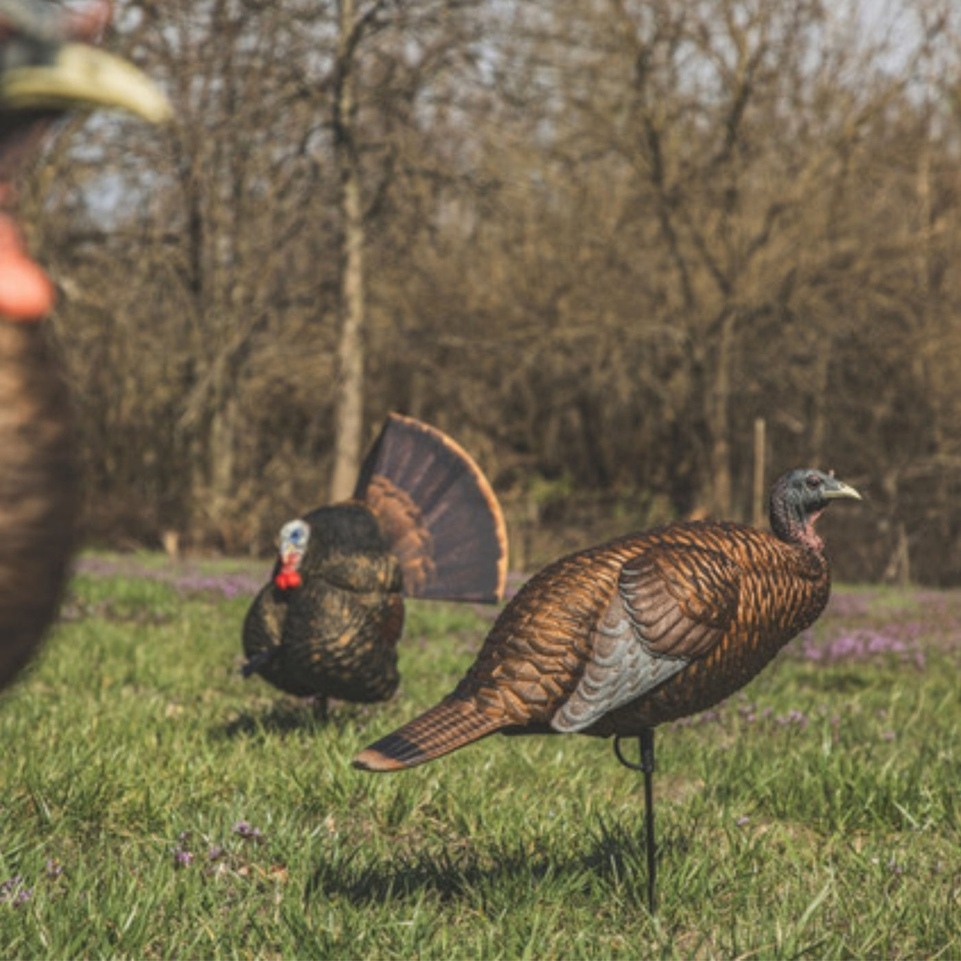 Turkey Hunting