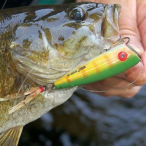Top Water Lures