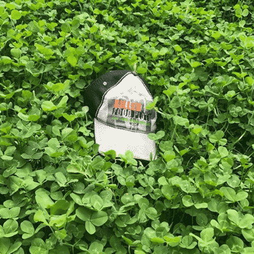 Resurrection Clover