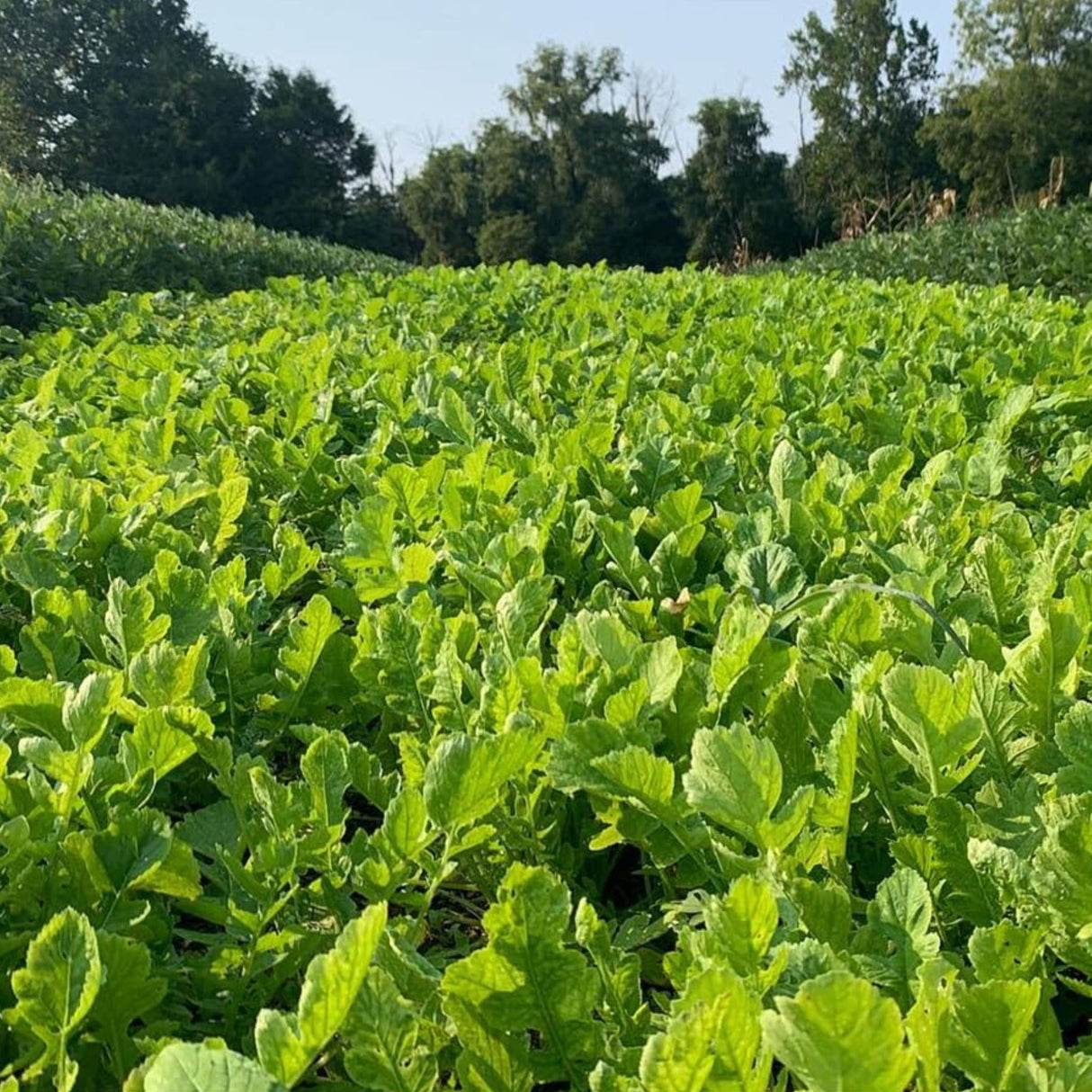 Domain Outdoor Illicit Food Plot Seed - 1/2 Acre