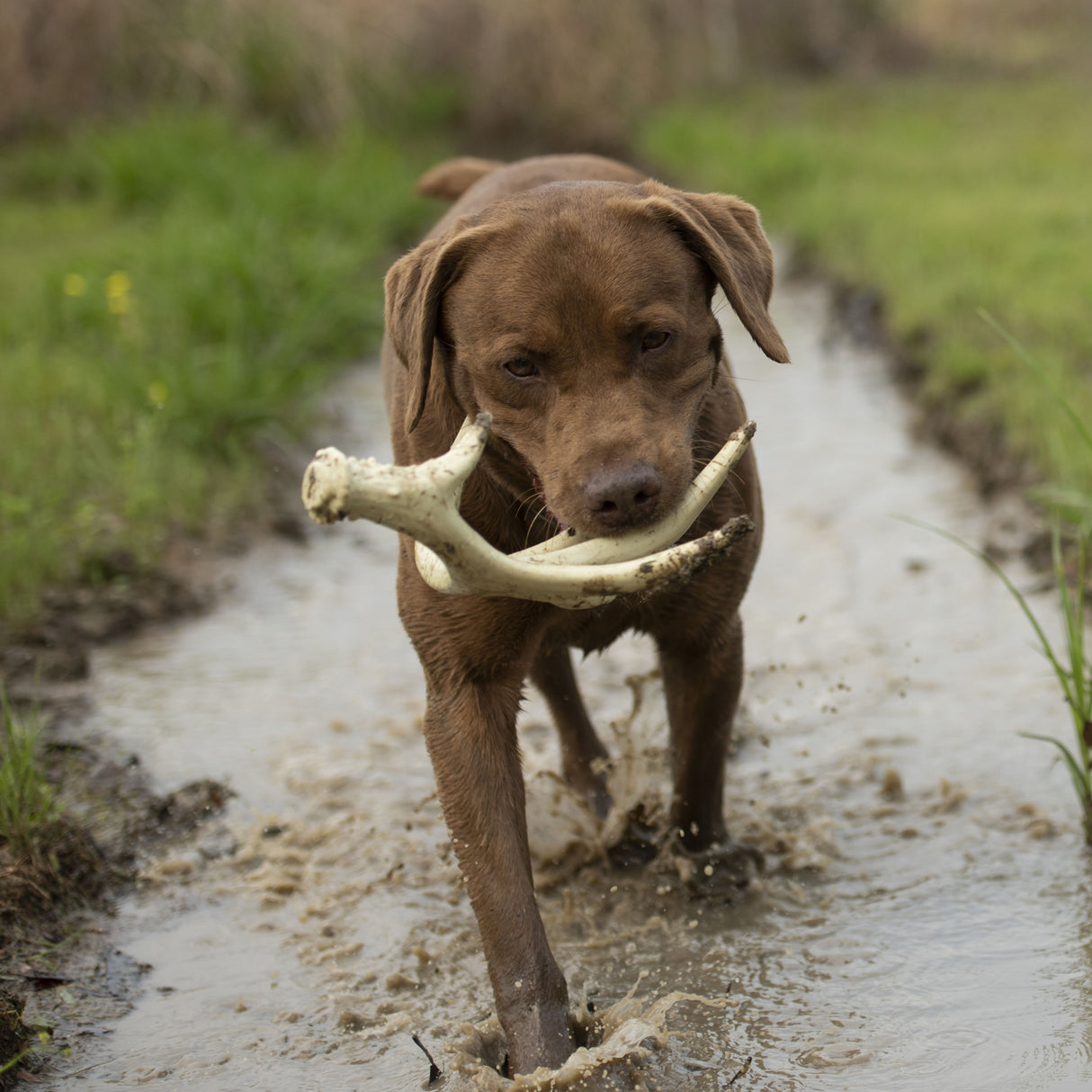 Browning Antler Toy