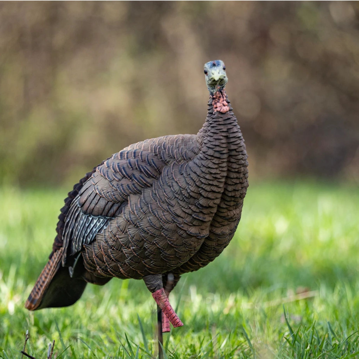 Avian-X HDR Hen Decoy AVX-AVX8106
