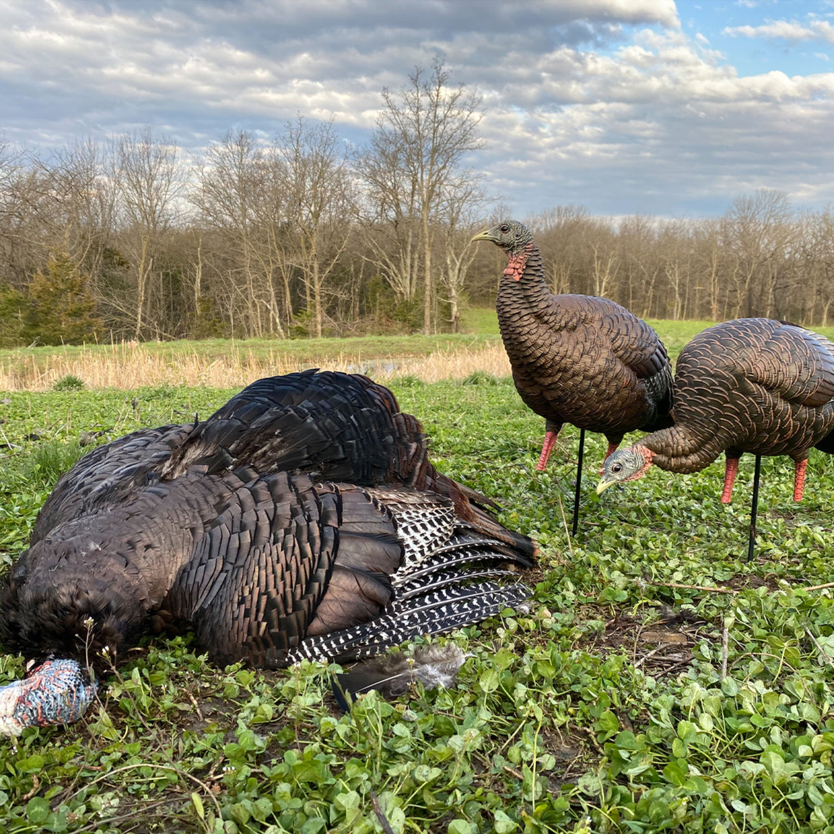 Avian-X HDR Feeding Hen Decoy