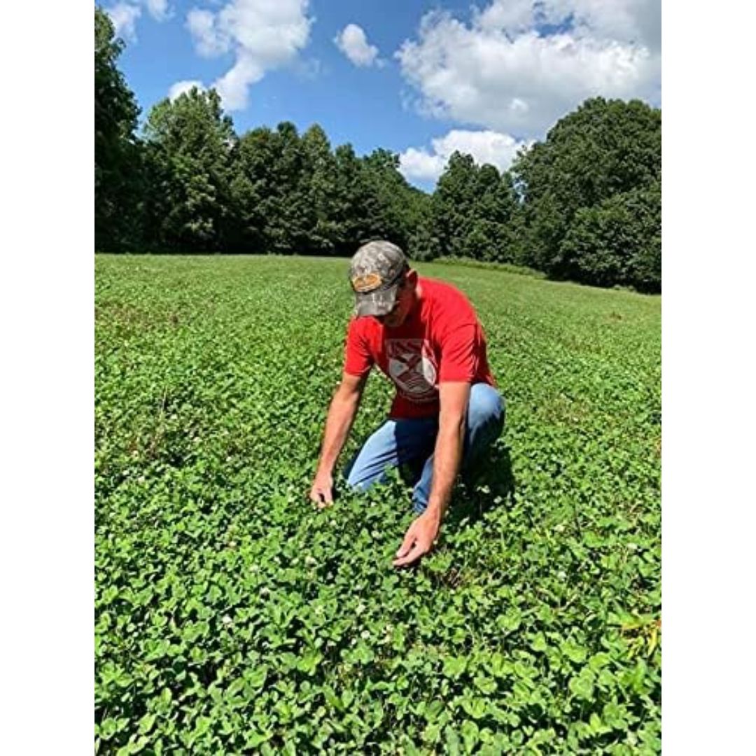 Antler King Trophy Clover Mix 3.5lb Bag - Covers 1/2 Acre