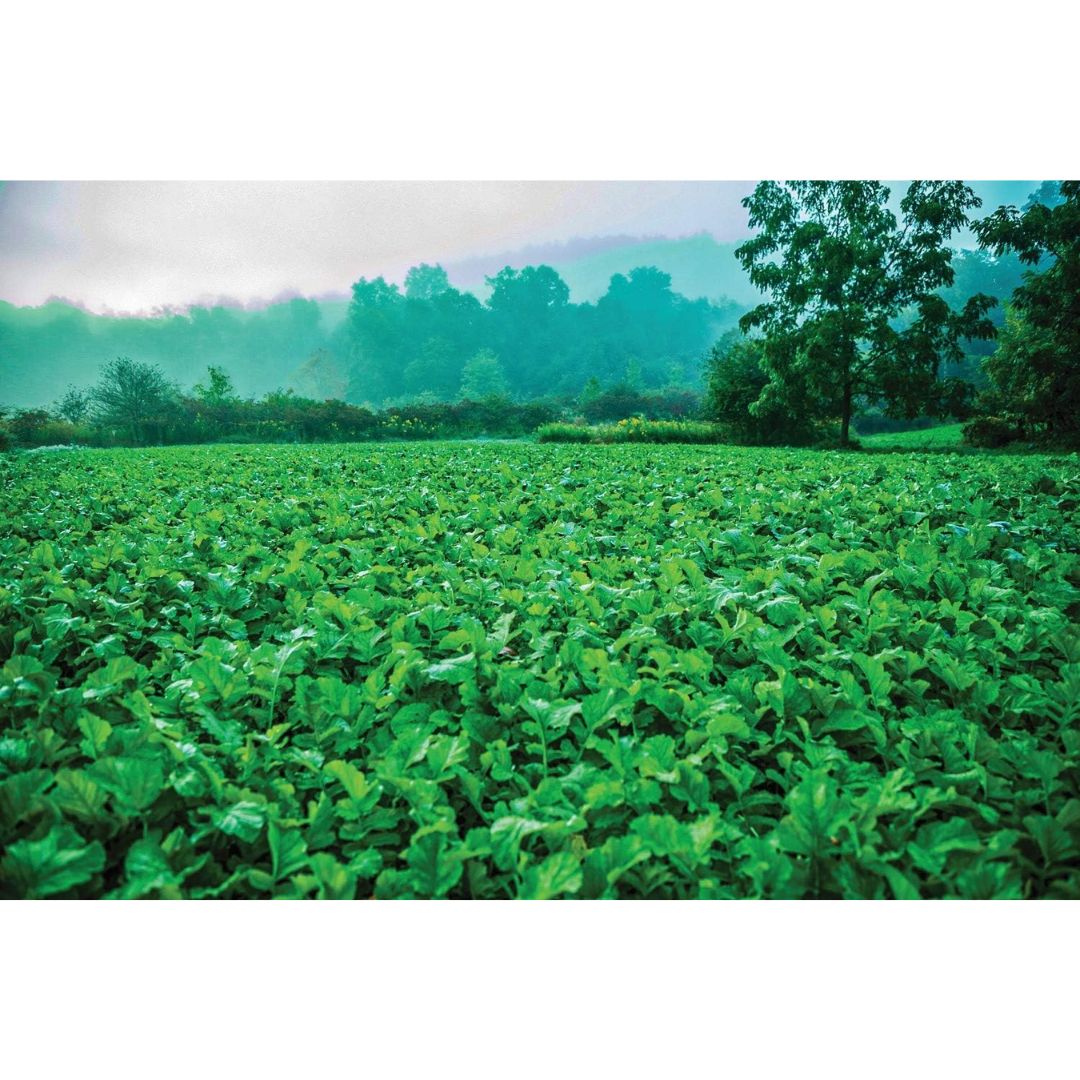 Ravish Radish