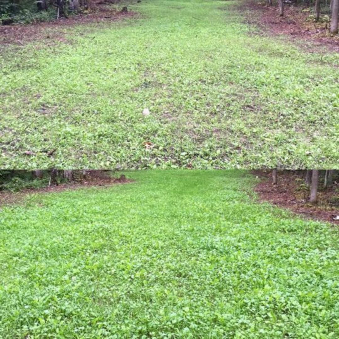 Antler King Jolt  Liquid Fertilizer 32 oz. bottle