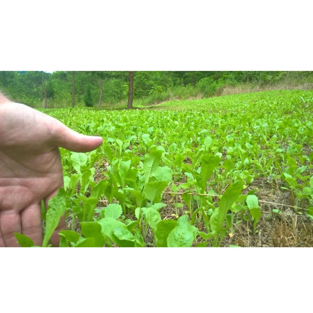 Antler King Chicory 1# bag  1/4 acre