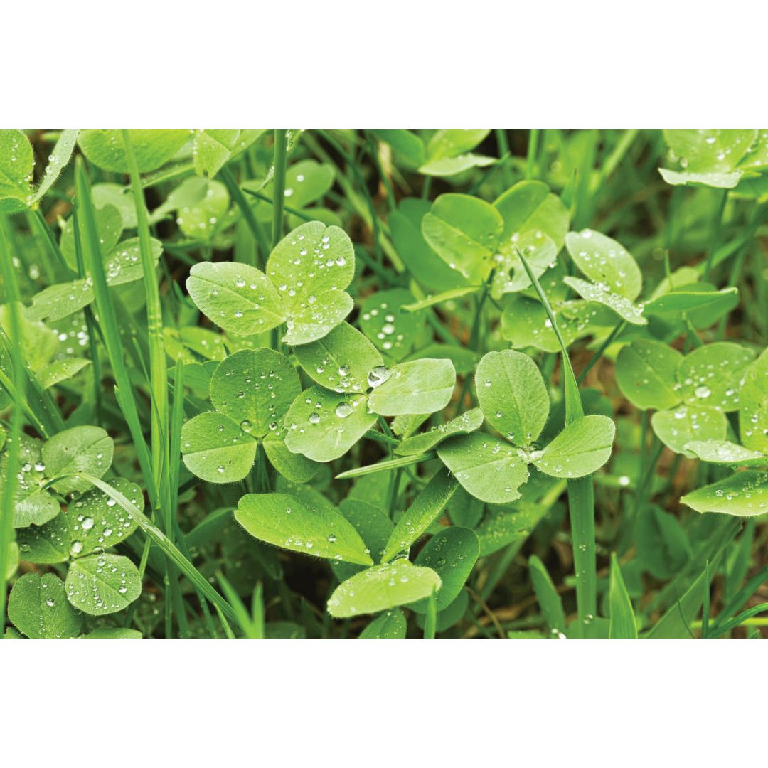 Evolved Harvest Clover Pro - 4Lb