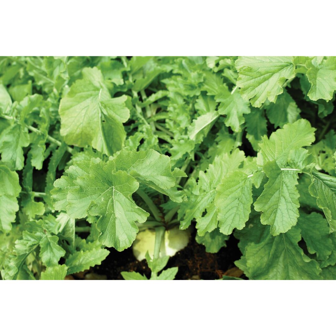 Evolved Rack'M Radish Pro - 2lb