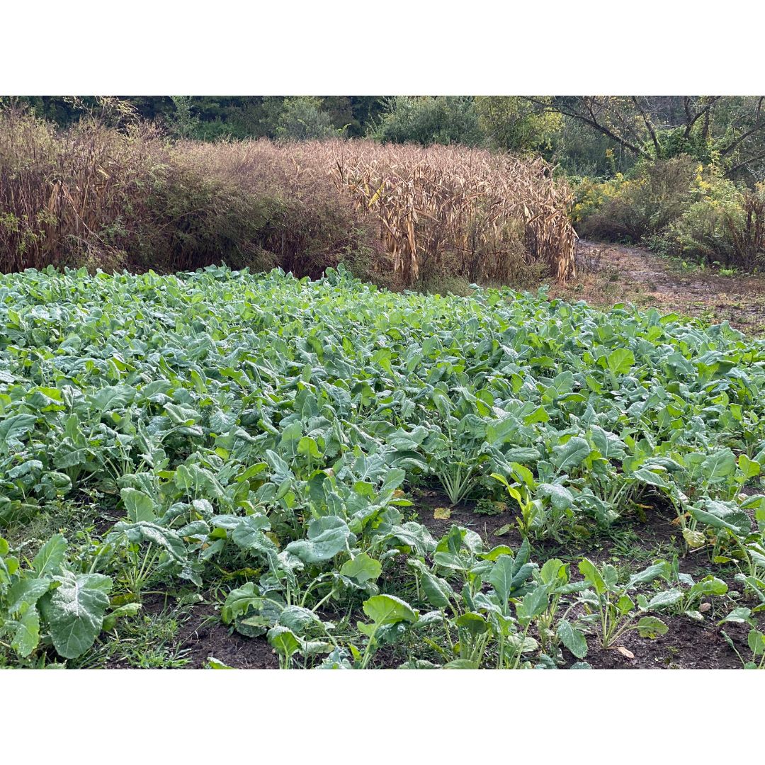 Domain Outdoor Wingman