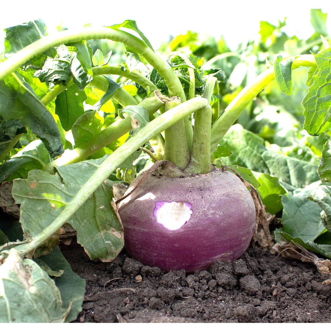 Ani-Logics Crush Turnip Food Plot - 1lb