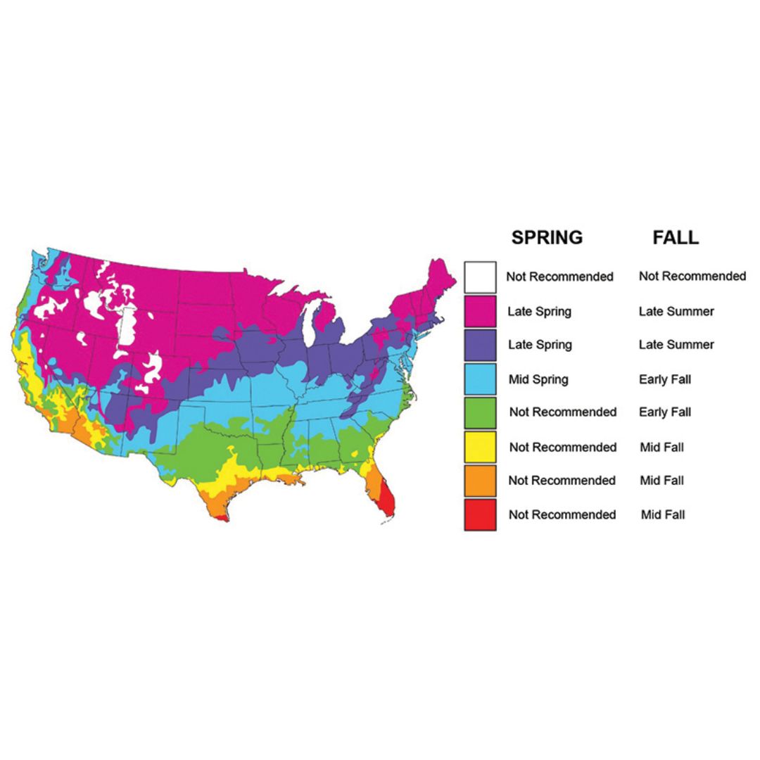 Ani Logics Clover and Chicory ½ Acre Mix 4lb Bag