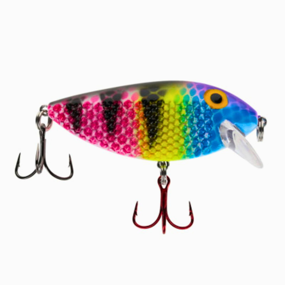 Killer Fish Shallow Magic Zebra UV