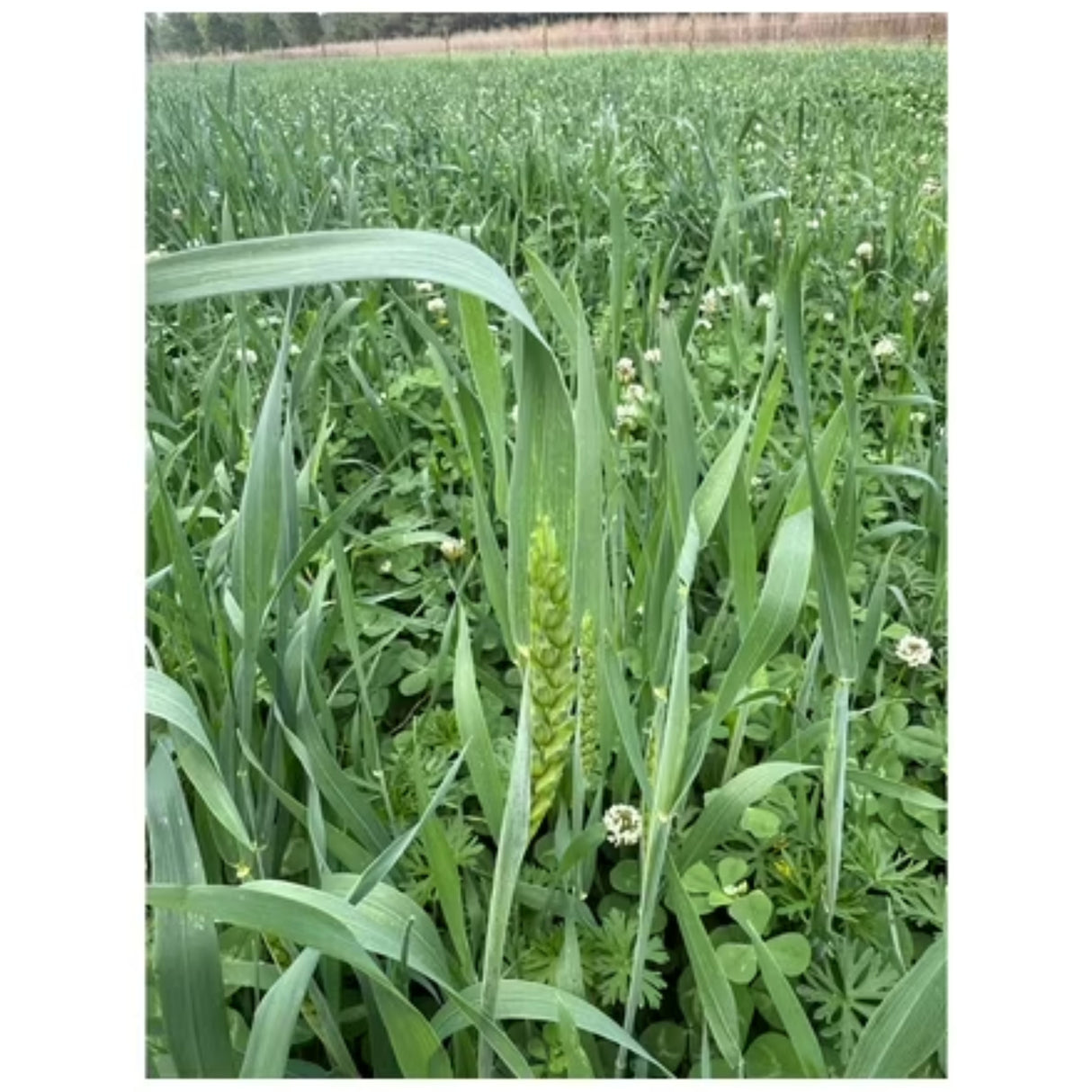 Whitetail Institute Full Strut Turkey Food Plot Seed 10lb