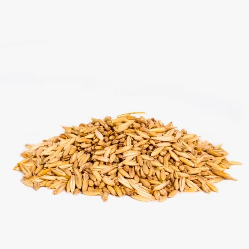Whitetail Institute Whitetail Oats Plus Annual Food Plot Seed 22.5lb
