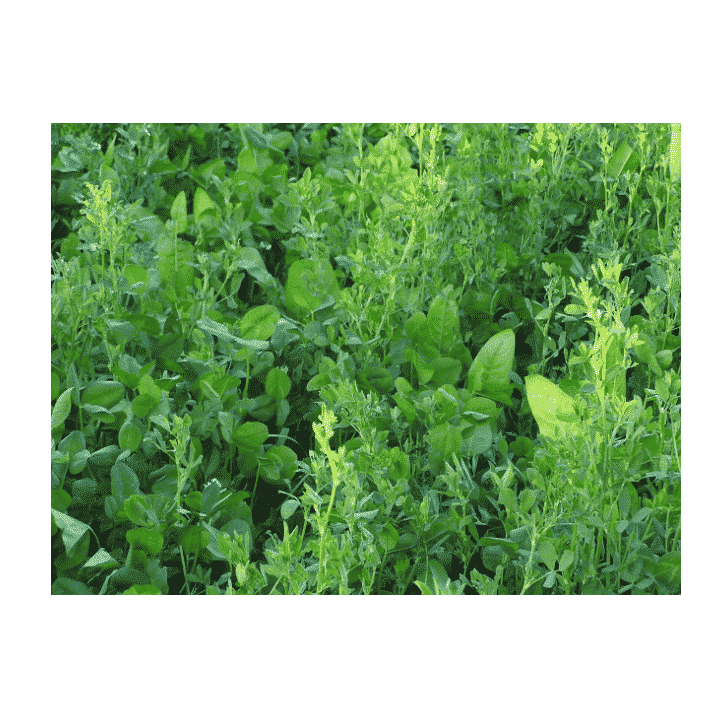 Whitetail Institute Imperial Alfa-Rack 3.75lb Bag - Covers 1/4 Acre