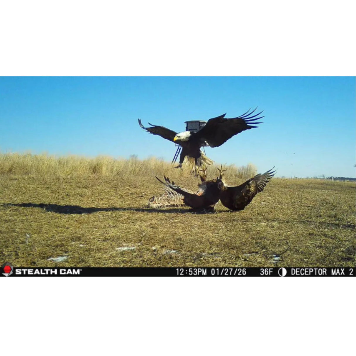 Stealth Cam Deceptor Max 3.0 50MP Cellular Trail Camera with 1440p Video