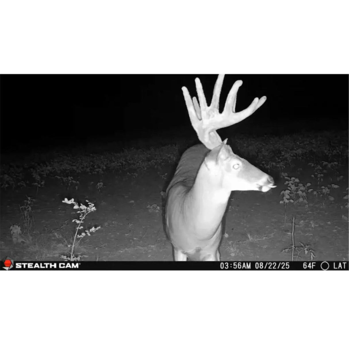 Stealth Cam Deceptor Max 3.0 50MP Cellular Trail Camera with 1440p Video