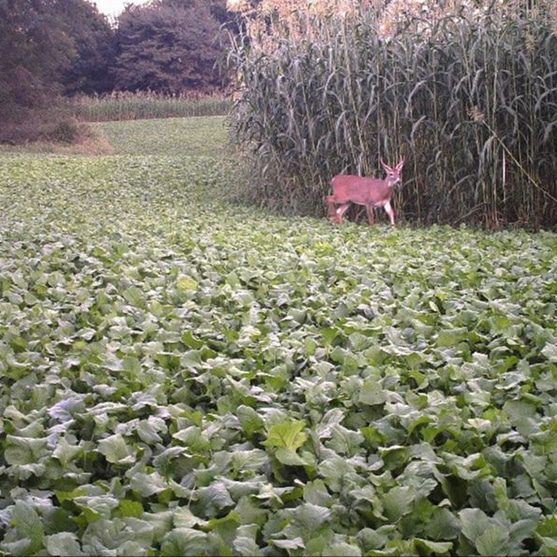 White Gold Green Monster 12.5lb Bag - Covers 1/2 Acre
