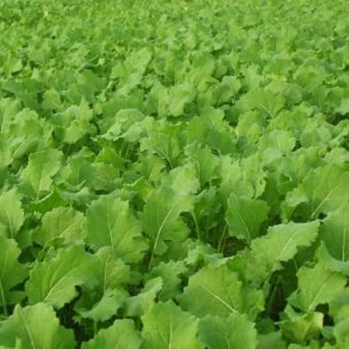 Imperial Whitetail Tall Tine Tubers