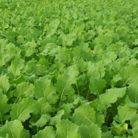 Imperial Whitetail Tall Tine Tubers