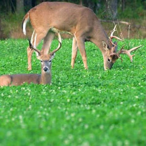 Food Plots