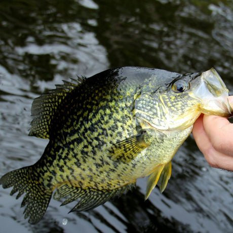 Crappie Fishing