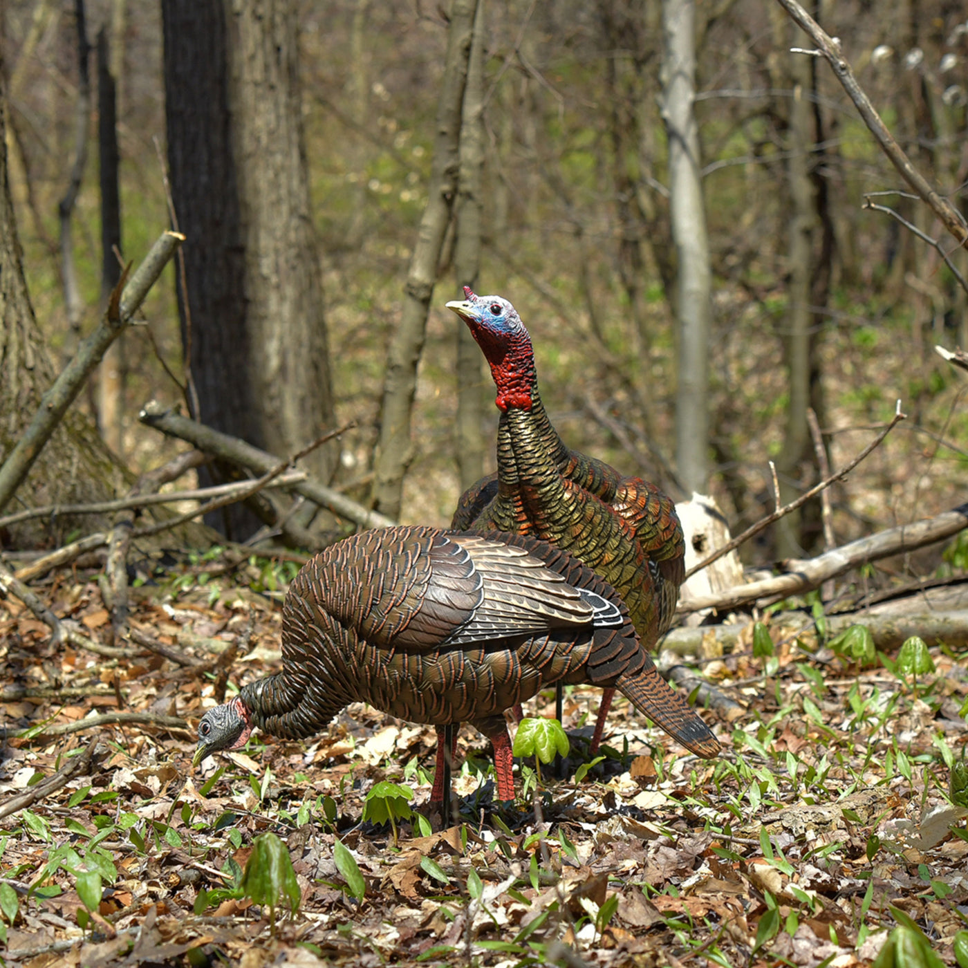 Turkey Decoys