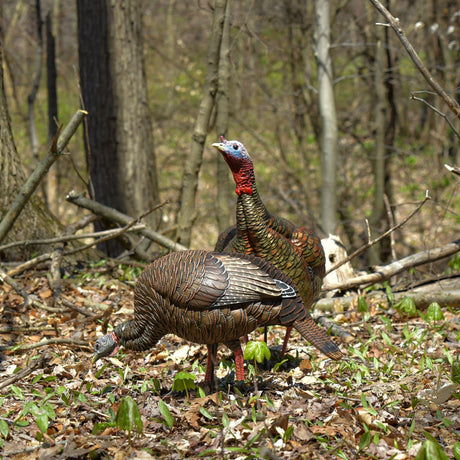 Turkey Decoys