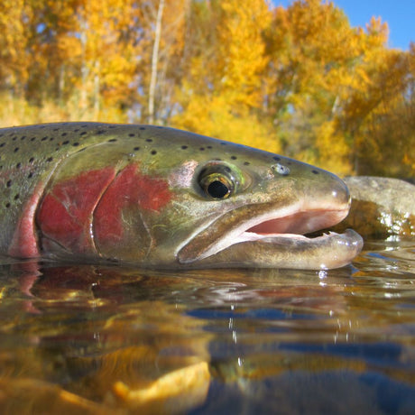 Fenwick Rod Closeout