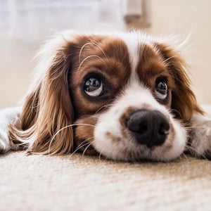 Animals/Pet Supplies