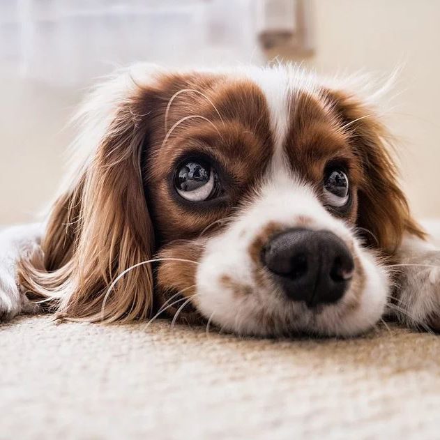 Animals/Pet Supplies