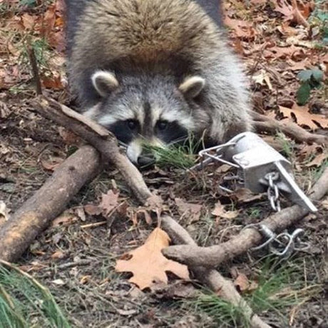 Traps and Accessories