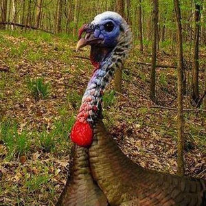 Turkey Hunting