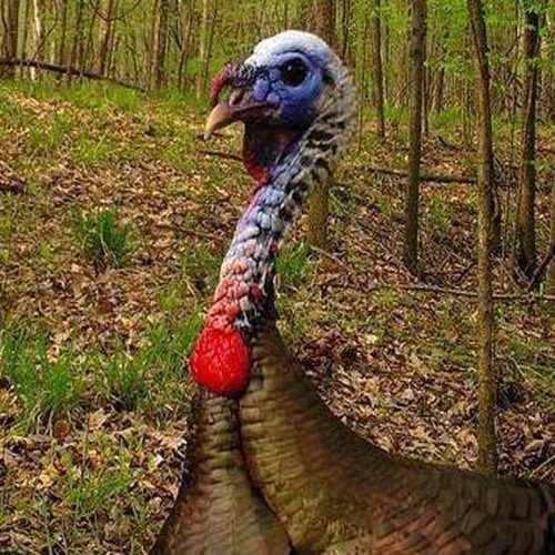 Turkey Hunting
