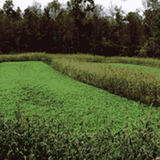 Border Patrol Food Plot Mix 10lb