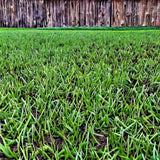 The Anderson 12-12-12 Fertilizer