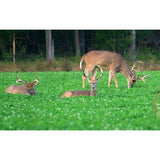 Imperial Whitetail Clover