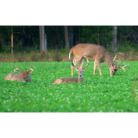 Imperial Whitetail Clover