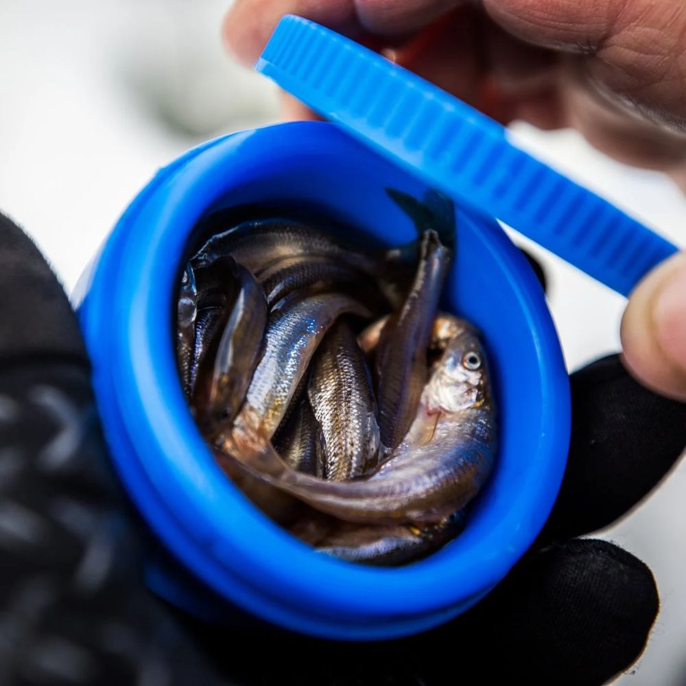 Clam Bait Puck 9238