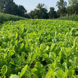 Domain Outdoor Illicit Food Plot Seed - 1/2 Acre