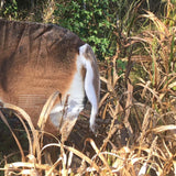 Montana Decoy Teaser Tall 0074