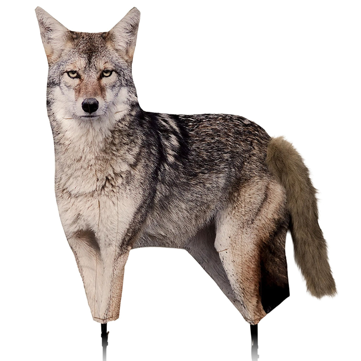 Montana Decoy Song Dog Coyote 0079