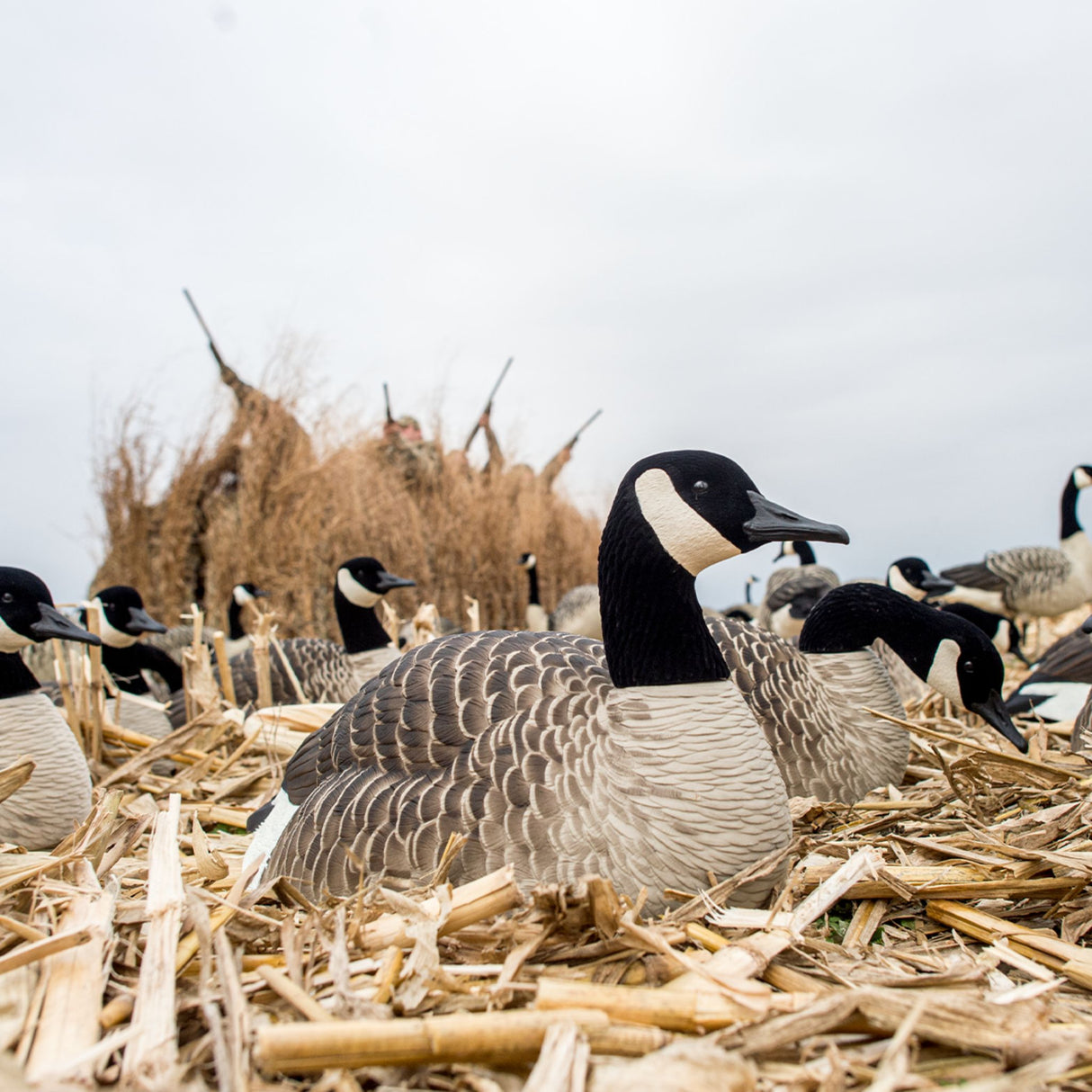 Avian-X A-Frame Waterfowl Blind Mossy Oak Shadowgrass Blades