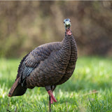 Avian-X HDR Hen Decoy AVX-AVX8106