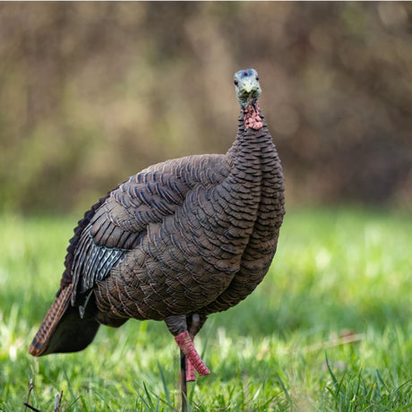 Avian-X HDR Hen Decoy AVX-AVX8106