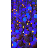 Bloop Beads Kamikaze 8mm